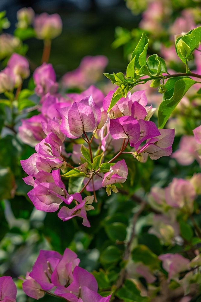 Bougainvillea